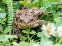 Der gemeine Krötenfrosch, europäische Kröte bufo bufo ist eine Amphibie, die während die meisten von Europa gefunden wird stockfotos Der gemeine Krötenfrosch, europäische Kröte bufo bufo ist eine Amphibie, die während die meisten von Europa gefunden wird stockfotos