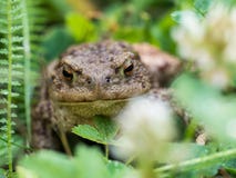 Der gemeine Krötenfrosch, europäische Kröte bufo bufo ist eine Amphibie, die während die meisten von Europa gefunden wird stockfotos Der gemeine Krötenfrosch, europäische Kröte bufo bufo ist eine Amphibie, die während die meisten von Europa gefunden wird stockfotos
