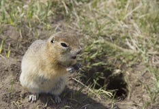Der Gopher isst die Samen lizenzfreies stockbild Der Gopher isst die Samen lizenzfreies stockbild