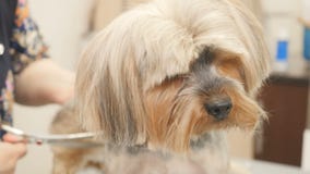 Der Groomer schneidet den Hund-` s Pelz stock footage Der Groomer schneidet den Hund-` s Pelz stock footage