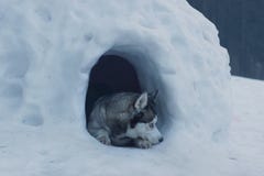 Der heisere Zuchthund liegt am Eingang zur Schneehöhle, nannte den Iglu der Eskimos stockbild Der heisere Zuchthund liegt am Eingang zur Schneehöhle, nannte den Iglu der Eskimos stockbild