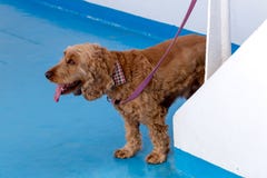 Der Hund steht auf einer Leine stockbilder Der Hund steht auf einer Leine stockbilder
