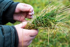 Der Junge hält das Gras in seinem hands_ stockfotografie Der Junge hält das Gras in seinem hands_ stockfotografie