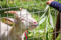 Der Junge zieht eine kleine weiße Ziege im zoo_ ein lizenzfreie stockfotos Der Junge zieht eine kleine weiße Ziege im zoo_ ein lizenzfreie stockfotos