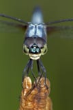 Der Libelle Abschluss oben lizenzfreie stockbilder Der Libelle Abschluss oben lizenzfreie stockbilder