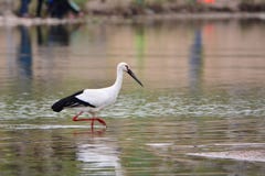Der orientalische weiße Storch stockfoto Der orientalische weiße Storch stockfoto
