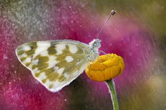 Der Schmetterling im Regen Der Schmetterling im Regen