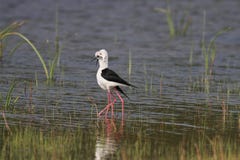 Der schwarz- geflügelte Zauntritt in wilpttu Park Schwarzweiss--, schlanker Auftritt, lange rötliche Beine und feines gerades bil lizenzfreies stockfoto Der schwarz- geflügelte Zauntritt in wilpttu Park Schwarzweiss--, schlanker Auftritt, lange rötliche Beine und feines gerades bil lizenzfreies stockfoto