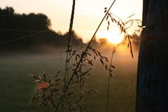 Der Sonnenaufgang unter den Anlagen stockfotografie Der Sonnenaufgang unter den Anlagen stockfotografie