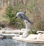 Der springende Delphin lizenzfreie stockfotografie Der springende Delphin lizenzfreie stockfotografie