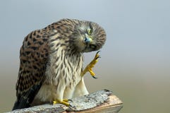 Der Turmfalke Montag Morgen… stockfotos Der Turmfalke Montag Morgen… stockfotos