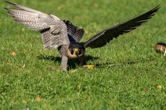 Der Wanderfalke, Falco-peregrinus Die schnellsten Tiere in der Welt lizenzfreie stockfotografie Der Wanderfalke, Falco-peregrinus Die schnellsten Tiere in der Welt lizenzfreie stockfotografie
