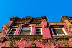 der weinberankten Fassade eines alten Harlem-Brownstonegebäudes oben betrachten, Manhattan, New York City, NY, USA lizenzfreies stockfoto der weinberankten Fassade eines alten Harlem-Brownstonegebäudes oben betrachten, Manhattan, New York City, NY, USA lizenzfreies stockfoto
