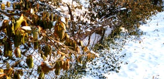 Der Zaun im Schnee lizenzfreie stockbilder Der Zaun im Schnee lizenzfreie stockbilder