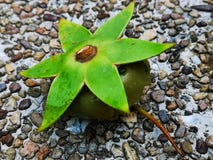Des fruits arboricoles de flottement étranges avec une couronne verte en forme d'étoile, ensemble sur la banque de gravier d'un p photos libres de droits Des fruits arboricoles de flottement étranges avec une couronne verte en forme d'étoile, ensemble sur la banque de gravier d'un p photos libres de droits
