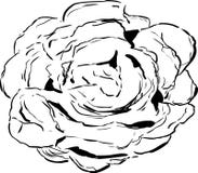 Desenho esboçado da alface de torneira Imagem de Stock Royalty Free Desenho esboçado da alface de torneira Imagem de Stock Royalty Free