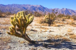 Desert Stock Image