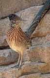 Desert Bird stock images Desert Bird stock images