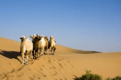 Desert Camel Royalty Free Stock Photo Desert Camel Royalty Free Stock Photo