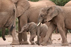 Desert Elephants In Twyfelfontein Camp Stock Photography