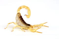 Desert Hairy Scorpion. Royalty Free Stock Photography Desert Hairy Scorpion. Royalty Free Stock Photography