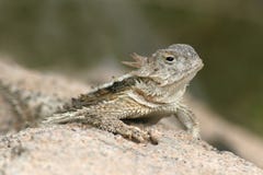 Desert Horned Lizard (Phrynosoma Platyrhinos) Royalty Free Stock Photo Desert Horned Lizard (Phrynosoma Platyrhinos) Royalty Free Stock Photo