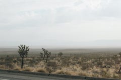 Desert. Joshua tree. royalty free stock photos Desert. Joshua tree. royalty free stock photos