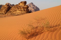 Desert plant in Wadi Rum, Jordan royalty free stock image Desert plant in Wadi Rum, Jordan royalty free stock image