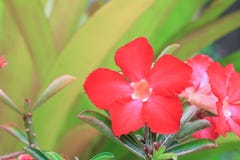 Desert rose red and drip water flower on tree or Impala Lily Royalty Free Stock Image Desert rose red and drip water flower on tree or Impala Lily Royalty Free Stock Image