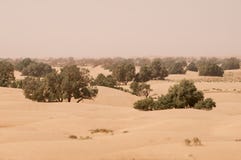 Deserto da areia com as árvores verdes em Marrocos foto de stock royalty free Deserto da areia com as árvores verdes em Marrocos foto de stock royalty free