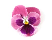 Design Elements: Pink Pansy