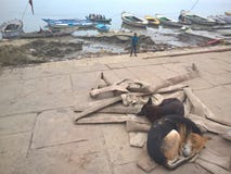 Desihonden van Varanasi stock foto Desihonden van Varanasi stock foto