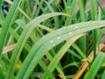 Después de una lluvia del verano la foto macra del agua cae el rocío en los troncos y las hojas de plantas verdes imagen de archivo libre de regalías Después de una lluvia del verano la foto macra del agua cae el rocío en los troncos y las hojas de plantas verdes imagen de archivo libre de regalías