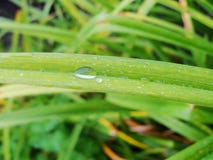 Después de una lluvia del verano la foto macra del agua cae el rocío en los troncos y las hojas de plantas verdes foto de archivo libre de regalías Después de una lluvia del verano la foto macra del agua cae el rocío en los troncos y las hojas de plantas verdes foto de archivo libre de regalías