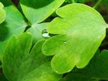 Después de una lluvia del verano la foto macra del agua cae el rocío en los troncos y las hojas de plantas verdes fotos de archivo Después de una lluvia del verano la foto macra del agua cae el rocío en los troncos y las hojas de plantas verdes fotos de archivo