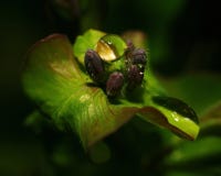 Después de una lluvia del verano la foto macra del agua cae (rocío) en los troncos y las hojas de plantas verdes fotografía de archivo libre de regalías Después de una lluvia del verano la foto macra del agua cae (rocío) en los troncos y las hojas de plantas verdes fotografía de archivo libre de regalías