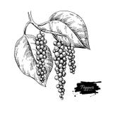 Dessin de vecteur de branche d'usine de poivre noir Illustration botanique illustration de vecteur Dessin de vecteur de branche d'usine de poivre noir Illustration botanique illustration de vecteur