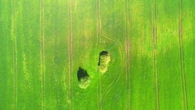 Dessus de vue aérienne Voler au-dessus d'un champ de blé vert un jour ensoleillé lumineux Au milieu des grands arbres du champ de banque de vidéos Dessus de vue aérienne Voler au-dessus d'un champ de blé vert un jour ensoleillé lumineux Au milieu des grands arbres du champ de banque de vidéos