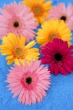 Destilador colorido do Gerbera sobre o fundo azul imagem de stock Destilador colorido do Gerbera sobre o fundo azul imagem de stock