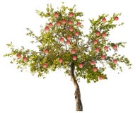 Det Apple trädet med stora rosa färger bär frukt på vit royaltyfria foton Det Apple trädet med stora rosa färger bär frukt på vit royaltyfria foton