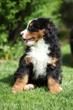 Det Bernese berg förföljer valpsammanträde på gräset royaltyfria foton Det Bernese berg förföljer valpsammanträde på gräset royaltyfria foton