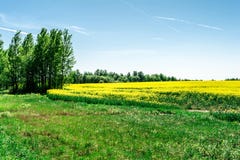 Det gr?na gr?set och tr?den i f?rgrunden och det gula rapsfr?f?ltet, naturlandskapbakgrund royaltyfri foto Det gr?na gr?set och tr?den i f?rgrunden och det gula rapsfr?f?ltet, naturlandskapbakgrund royaltyfri foto