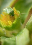 Det gröna krypsköldfelet vilar på en gul blommaknopp Makro och slut upp fotoet arkivfoton Det gröna krypsköldfelet vilar på en gul blommaknopp Makro och slut upp fotoet arkivfoton