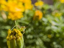 Det härliga slutet sköt upp av en gräshoppa sitter på en lös blomma Royaltyfria Bilder Det härliga slutet sköt upp av en gräshoppa sitter på en lös blomma Royaltyfria Bilder