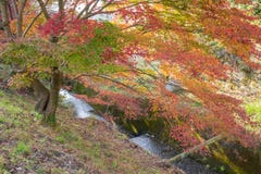 Det röda höstbladet tände upp vid solsken i Obara, Nagoya, Japan Arkivbilder Det röda höstbladet tände upp vid solsken i Obara, Nagoya, Japan Arkivbilder