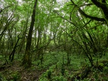 Det tjockt av den gröna skogen på en molnig dag arkivfoton Det tjockt av den gröna skogen på en molnig dag arkivfoton