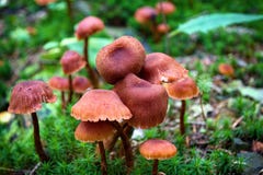 Mushrooms stock images Mushrooms stock images