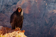 Detail of condor with funny expression in Zion national park Stock Photography Detail of condor with funny expression in Zion national park Stock Photography