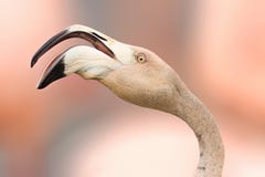 Detail Face Flamingo Pink With Open Beak Stock Photography