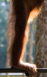 Detail of the front hand orangutan. Close-up. Indonesia. The island of Kalimantan (Borneo). royalty free stock image Detail of the front hand orangutan. Close-up. Indonesia. The island of Kalimantan (Borneo). royalty free stock image